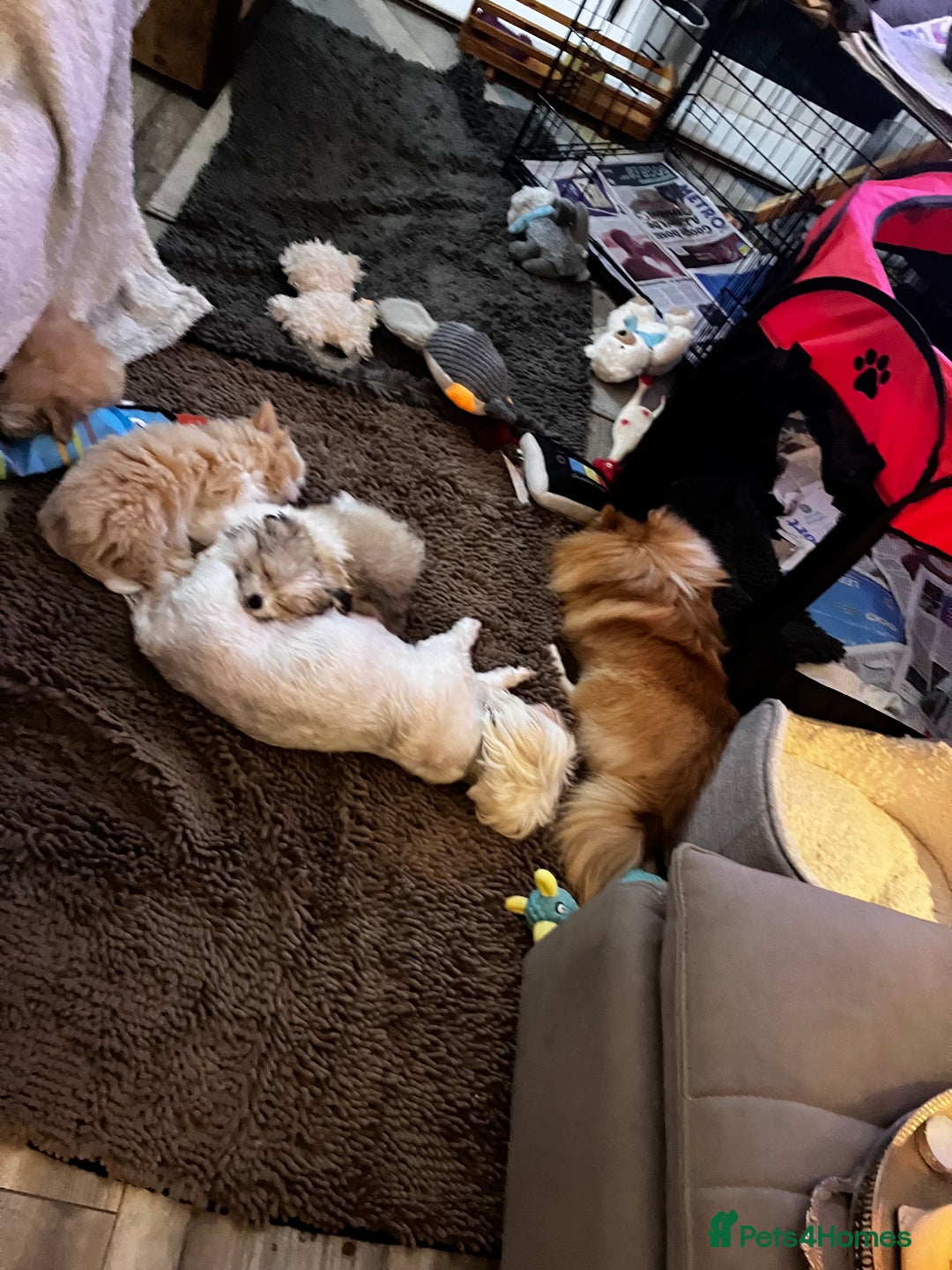 Mixed Breed dogs for sale: Malti-Pom Puppies - £1200 - Advert 12