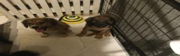 Mixed Breed dogs for sale: cockapoo x collie poo - Advert 10