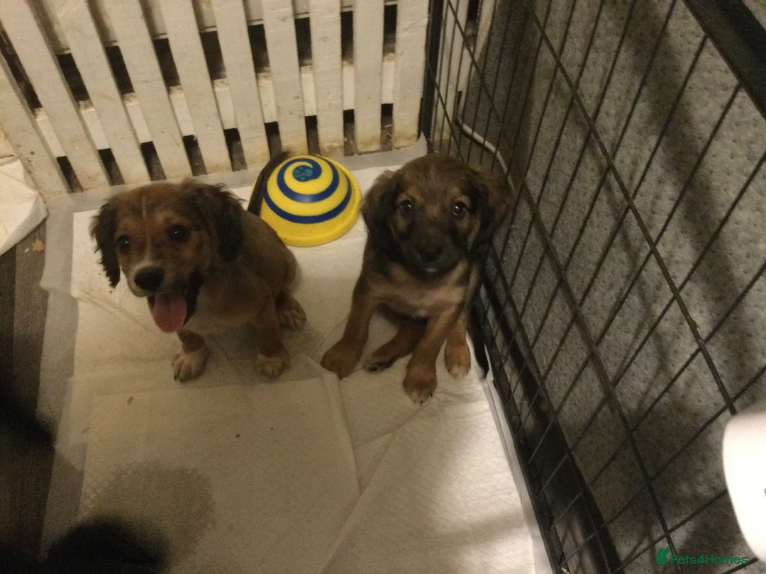 Mixed Breed dogs for sale: cockapoo x collie poo - Advert 10