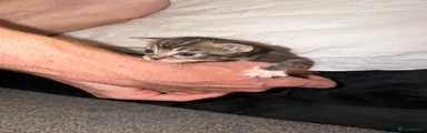 Domestic Shorthair 3