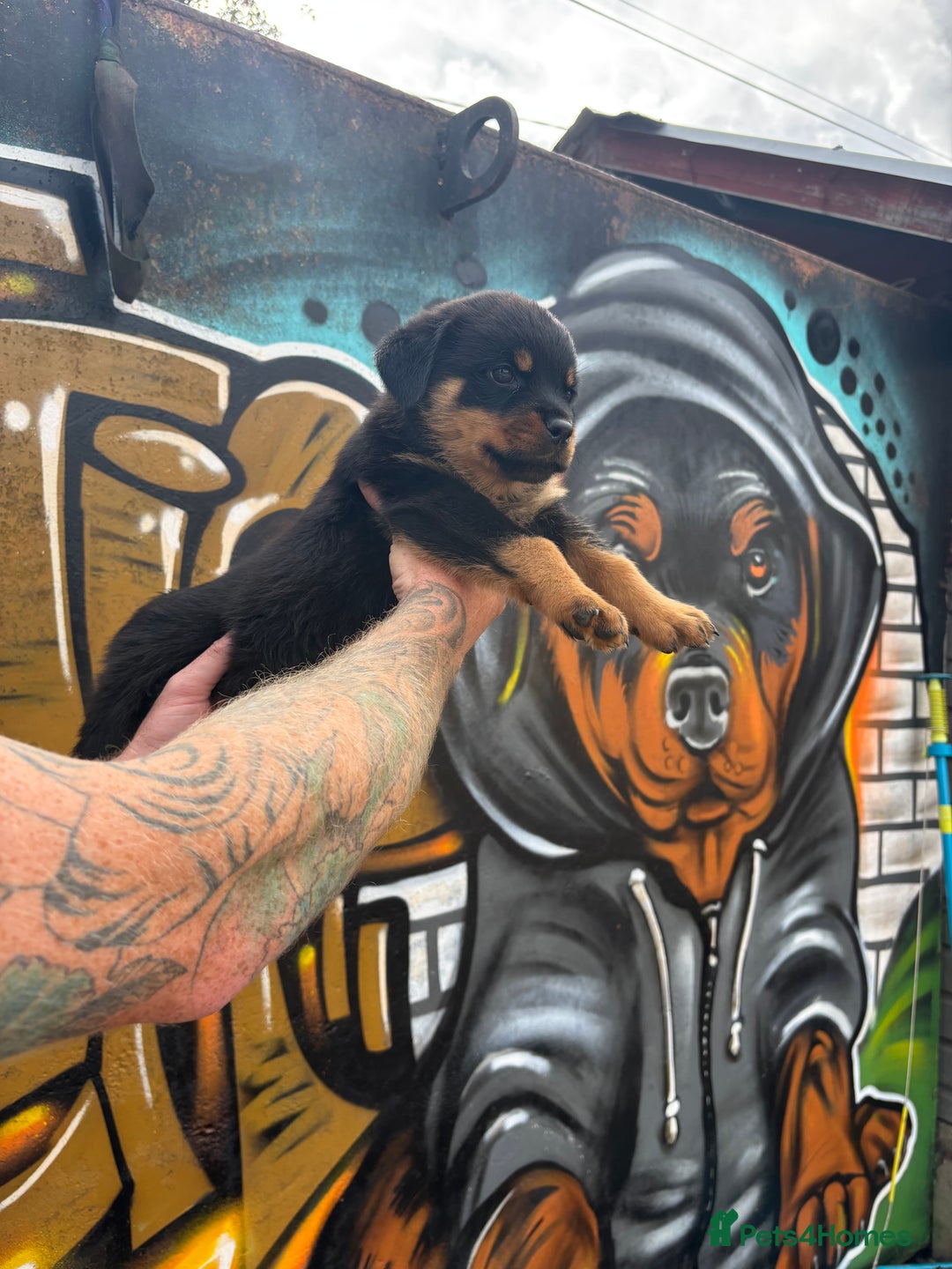 Rottweiler dogs for sale:  Rottweiler Puppies - READY NOW! 2 LEFT!  - Image 23