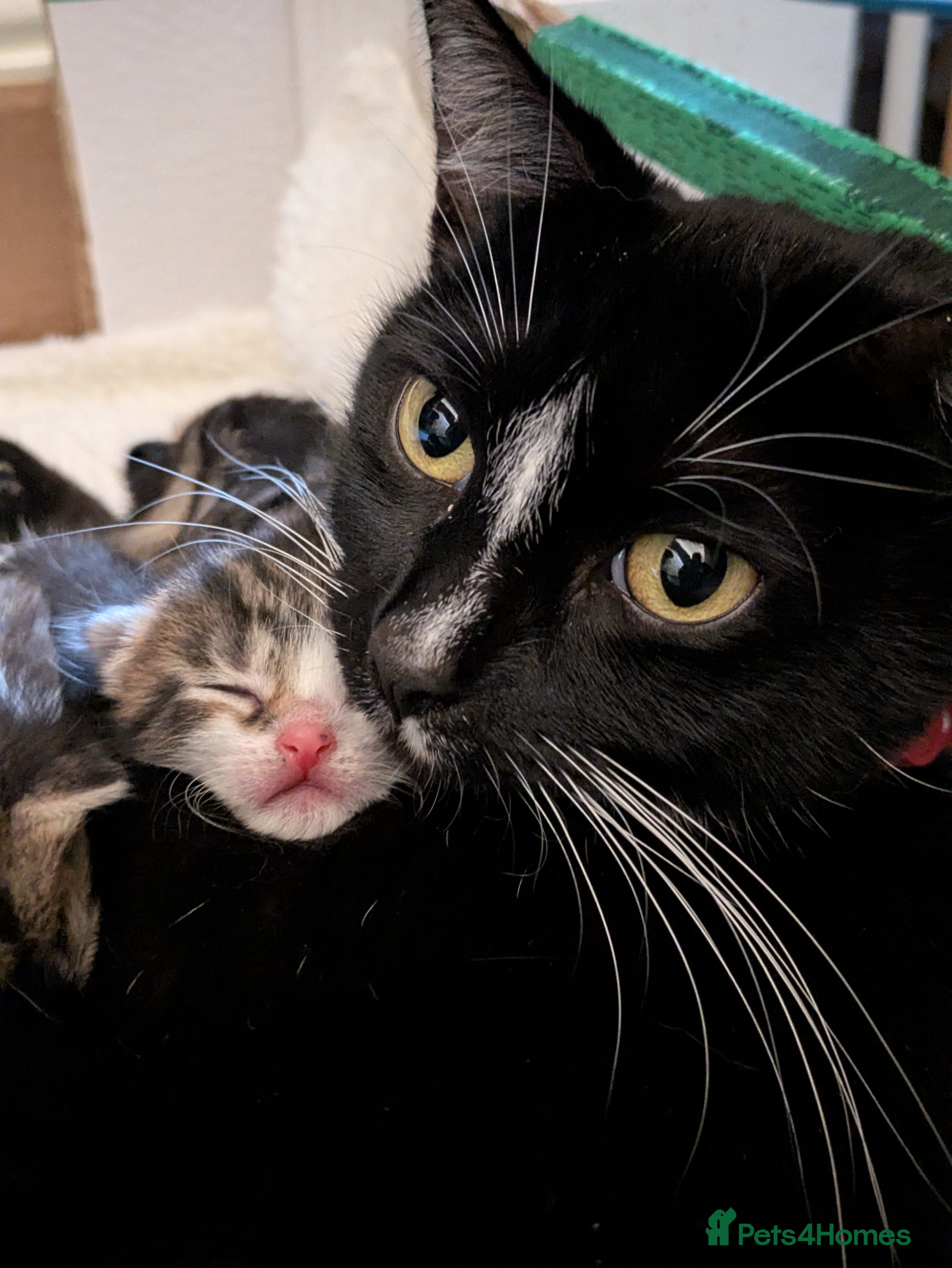 Mixed Breed cats Mixed Breed Tabby/ Tuxedo Kittens - Advert 1