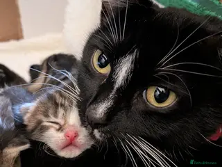 Mixed Breed cats Mixed Breed Tabby/ Tuxedo Kittens - Advert 1