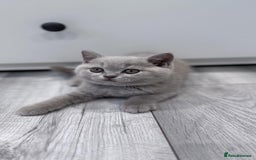 British Shorthair cats for sale: 4 British shorthair kittens  - Image 7