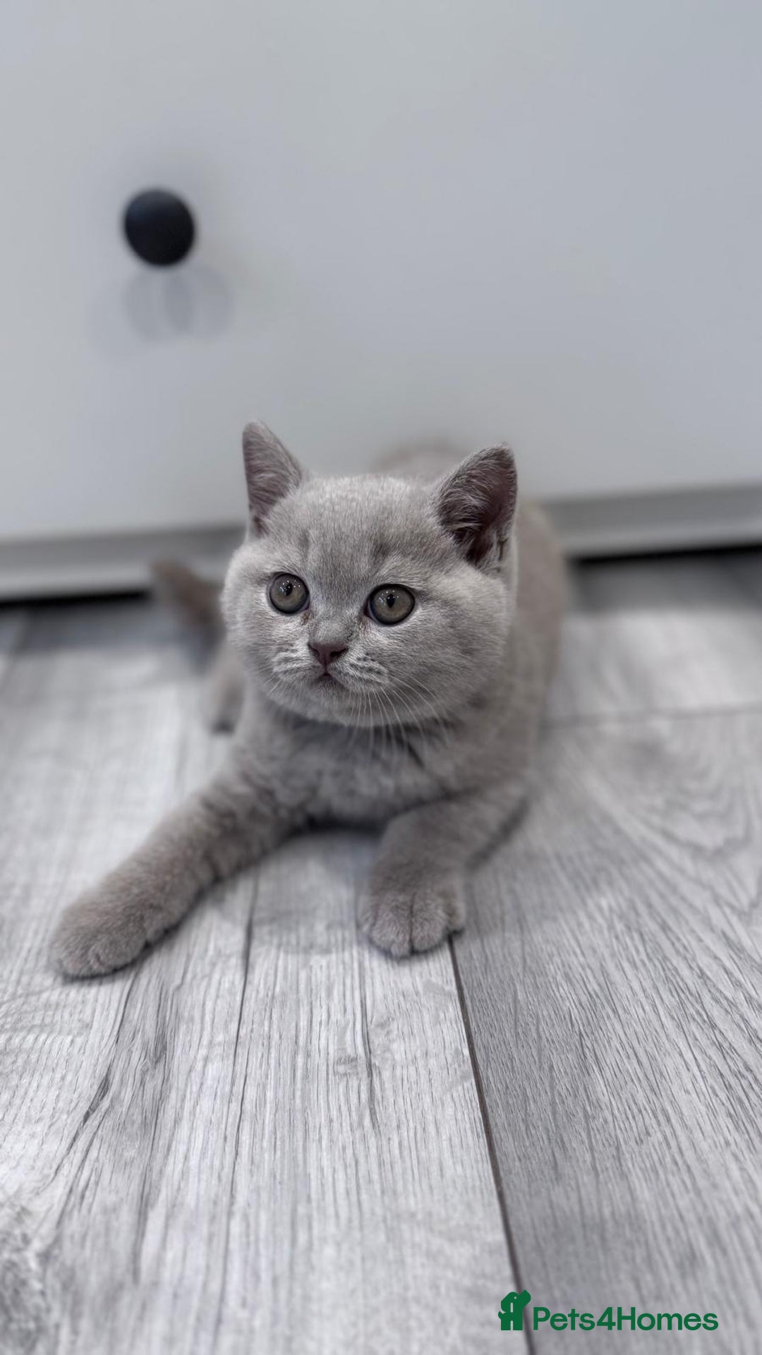 British Shorthair cats for sale: 4 British shorthair kittens  - Image 7