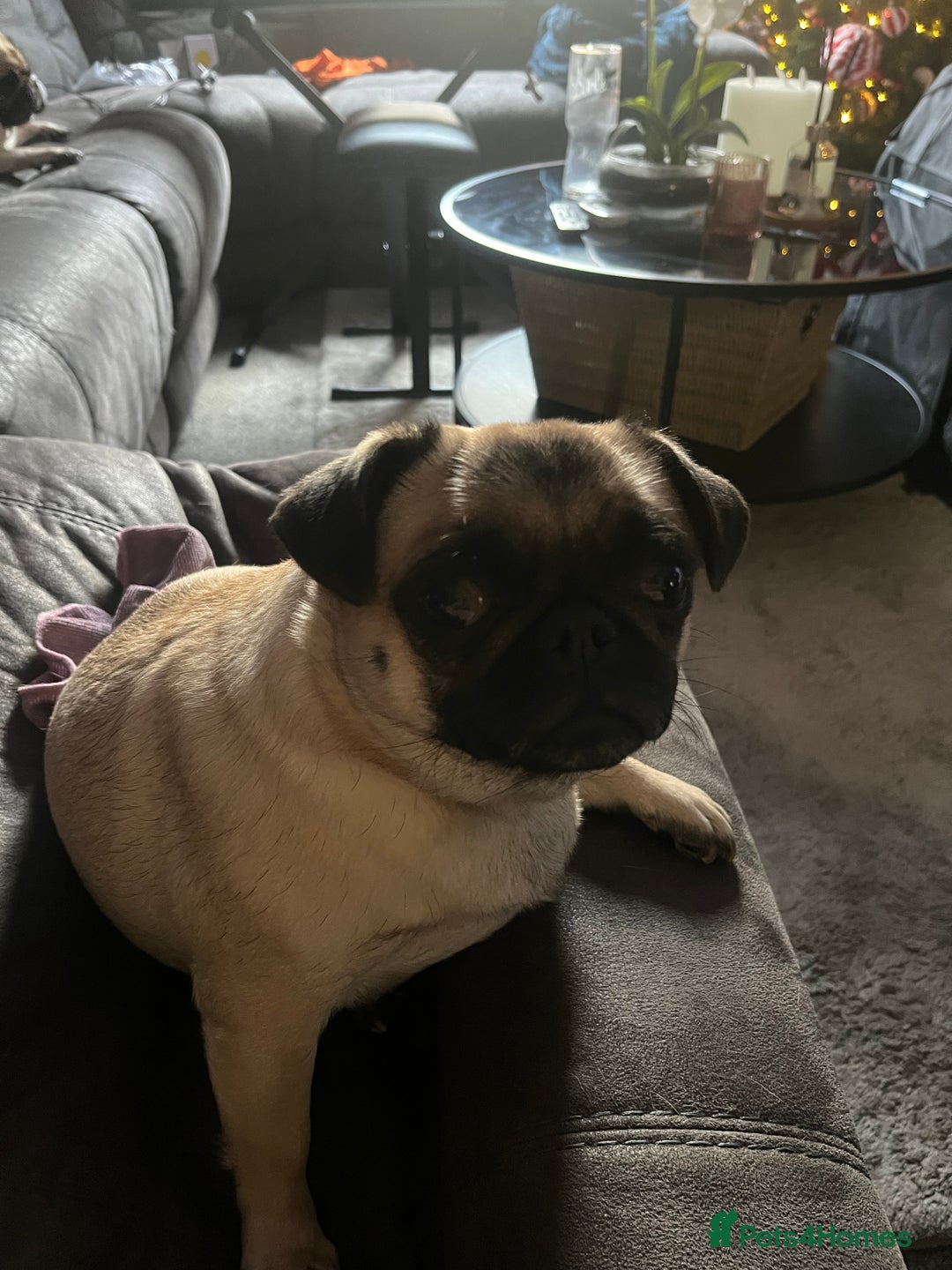 Pug dogs for sale: 2 boys 3 girls pugs for sale leeds  - Advert 6