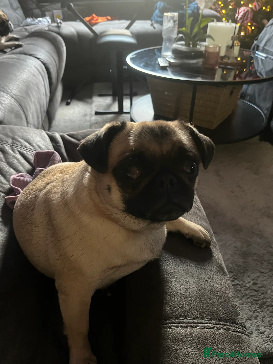 Pug dogs for sale: Top quality Pedigree pugs kc registered leeds - Advert 18