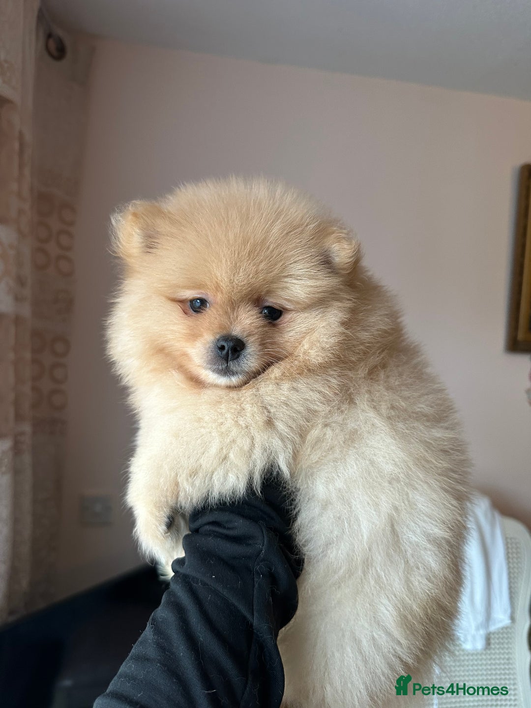 Pomeranian dogs for sale: Female pedigree Pomeranian ready now - Advert 2