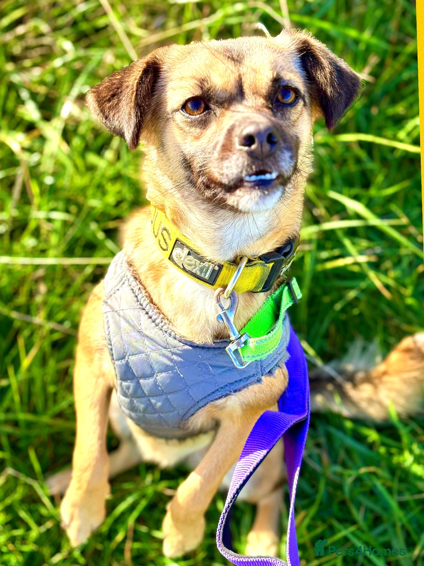 Mixed Breed dogs for adoption: Meet Marlene  12 months old  6.7kg Romanian mix  - Advert 1