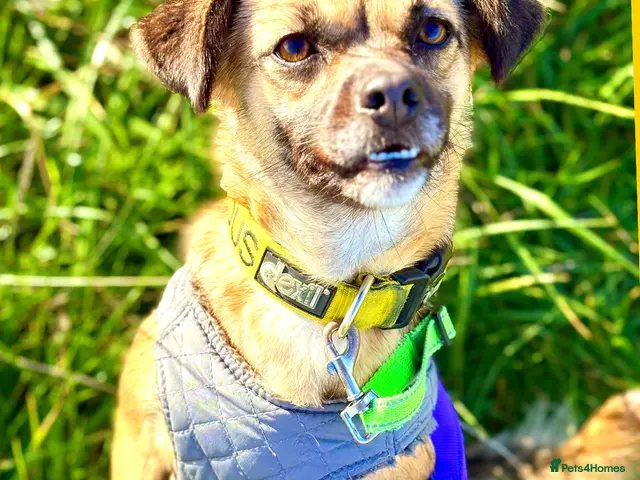 Mixed Breed dogs for adoption: Meet Marlene 12 months old 6.7kg Romanian mix - Advert 1