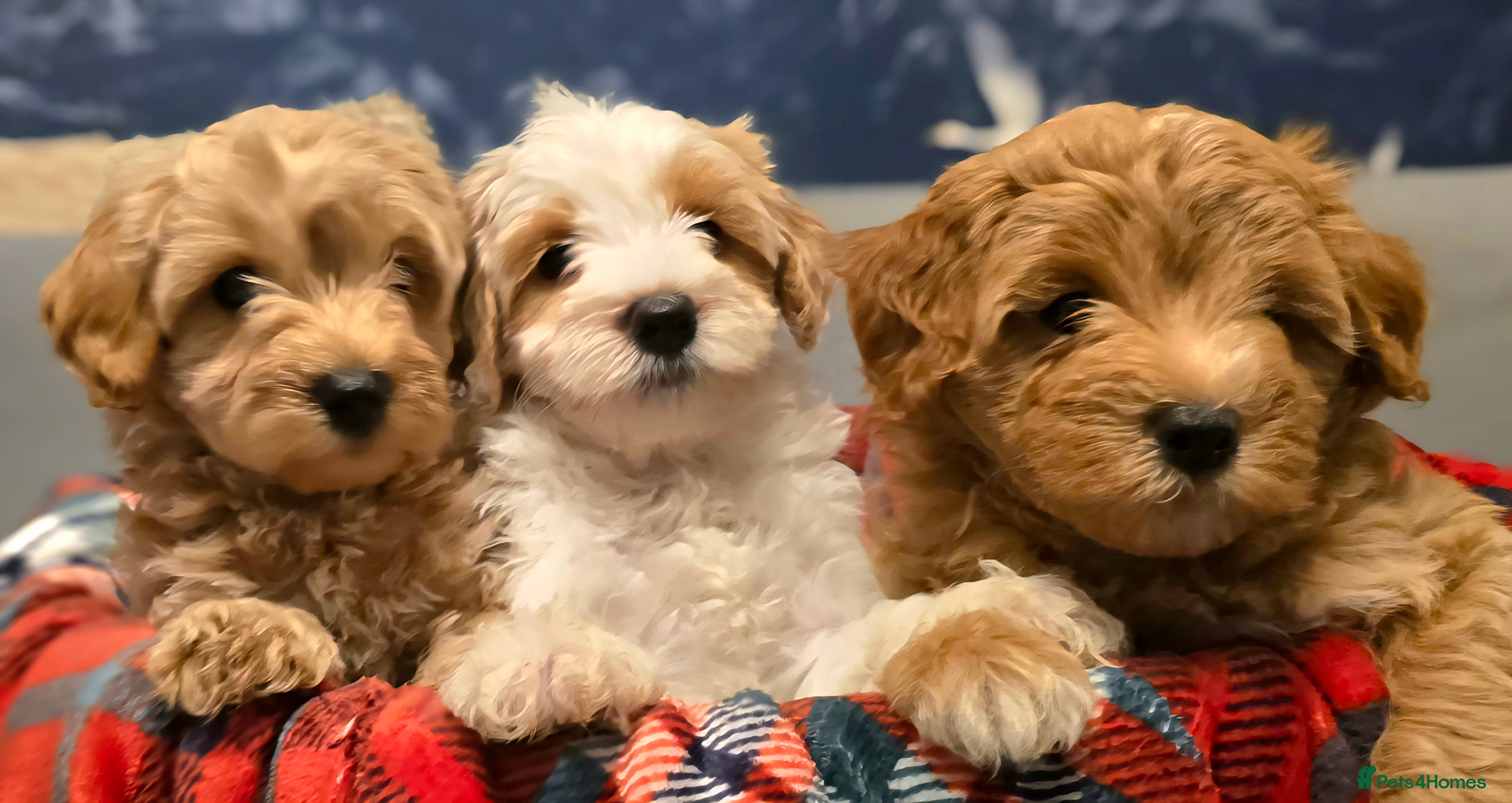 Maltipoo dogs Maltipoo Puppies with Confirmed Parentage - Advert 4