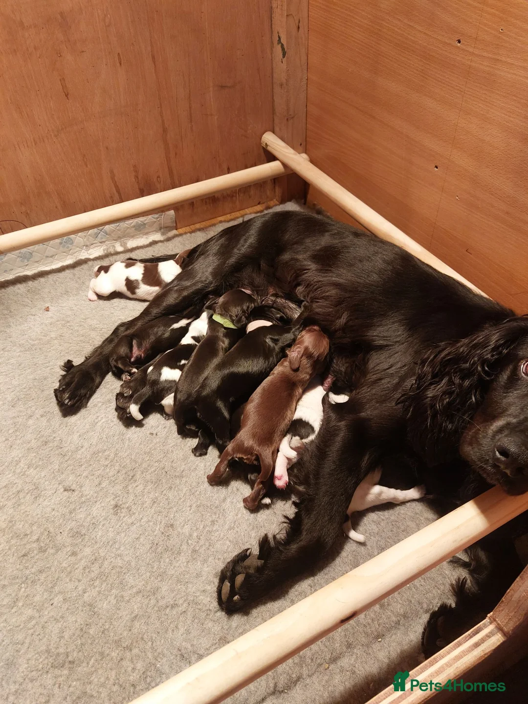 Sprocker dogs for sale: Working Sprocker pups for sale in Sheffield - Advert 1