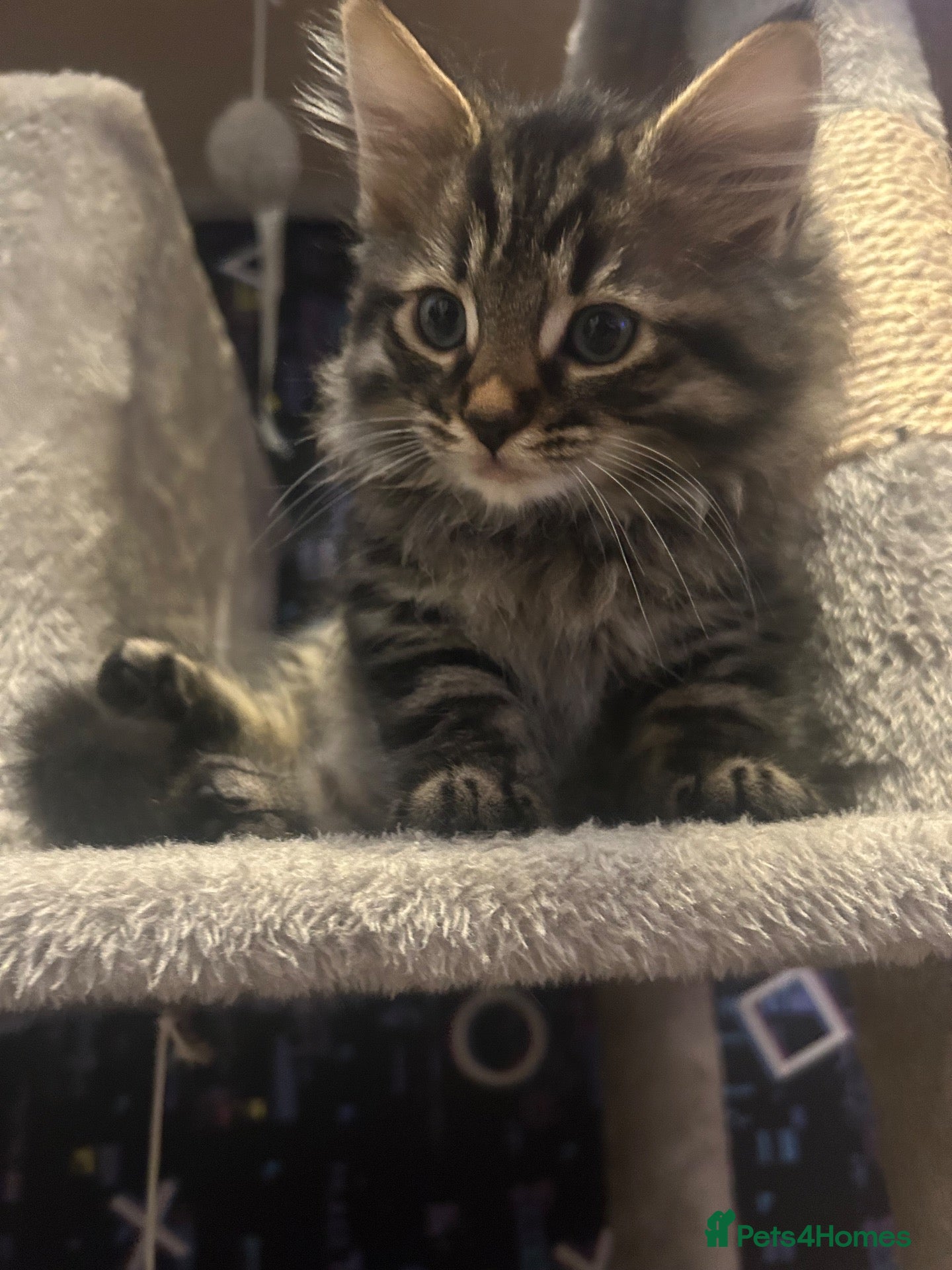 Mixed Breed cats Bengal x kitten  - Advert 1