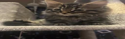 Mixed Breed cats for sale: Bengal x kitten  - Advert 1