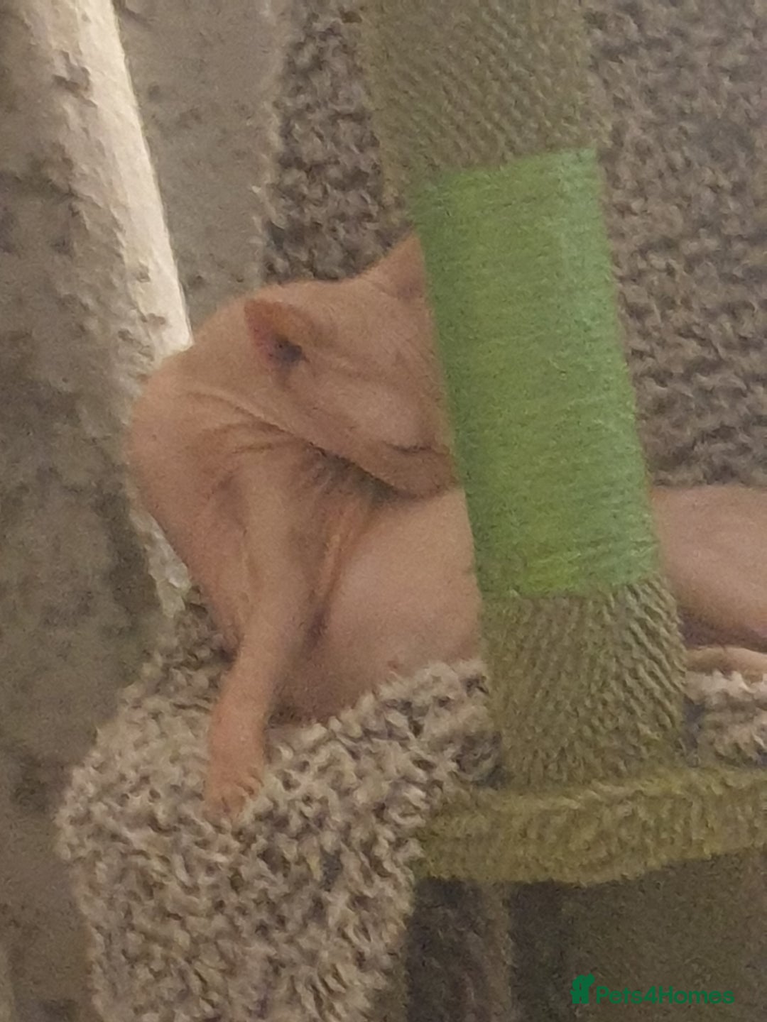 Sphynx cats for sale: 1 boy sphynx left ready for his forever home  - Advert 2