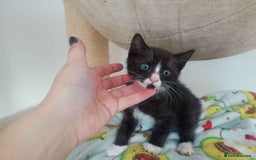 Bengal cats for sale: Bengal Torbie mix kittens, 1 female, 2 male - Image 13