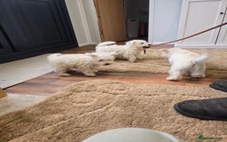 West Highland Terrier dogs for sale: KC REGISTERED WEST HIGHLAND TERRIERS - Image 15