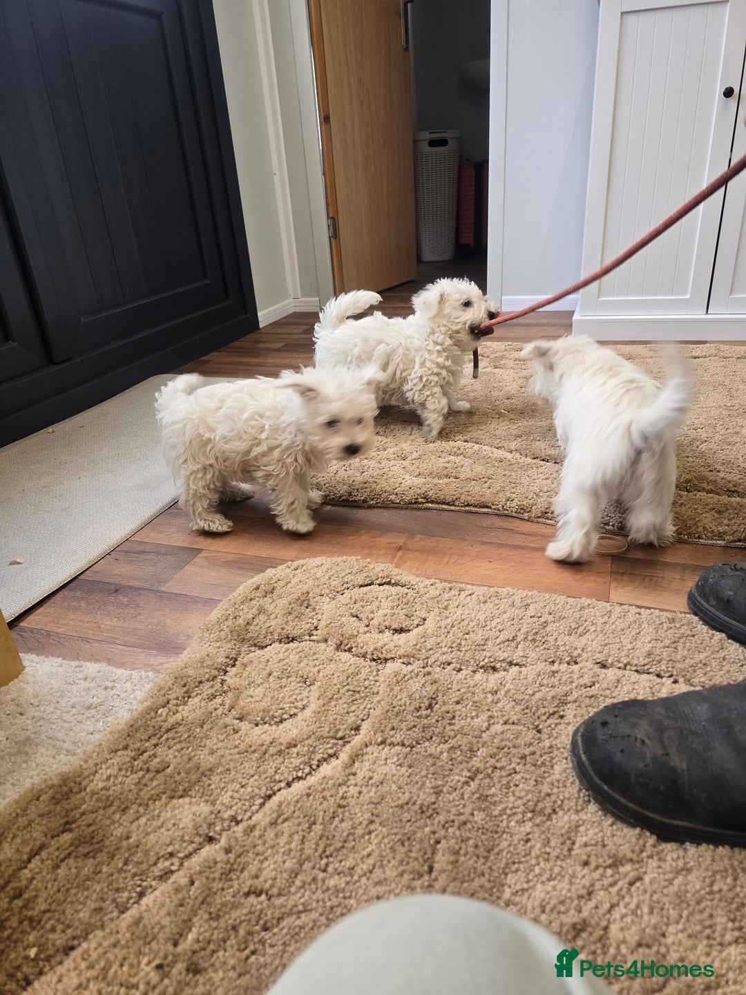 West Highland Terrier dogs for sale: KC REGISTERED WEST HIGHLAND TERRIERS - Image 15