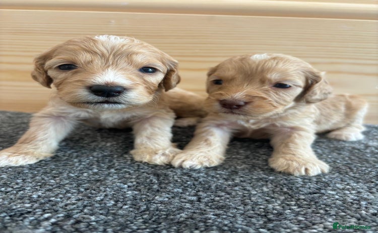 Cockapoo dogs - Advert 1