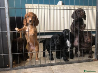 Cocker Spaniel dogs Kc Cocker Spaniel pups 4 boys available - Advert 15