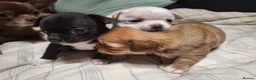 Chihuahua dogs for sale: Three beautiful chihuahuas - Advert 1