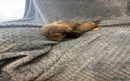 Miniature Dachshund dogs for sale: Miniature long haired CREAM boys  - Image 16