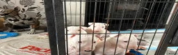 English Bull Terrier dogs for sale: beautiful KC registered bull terrier pups - Advert 1