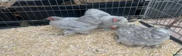Mixed Breed livestock for sale: Point of lay Pekin hens for sale - read full first - Advert 9