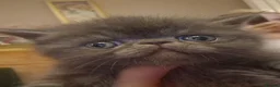 Persian cats for sale: Beautiful Persian exotics  - Advert 1