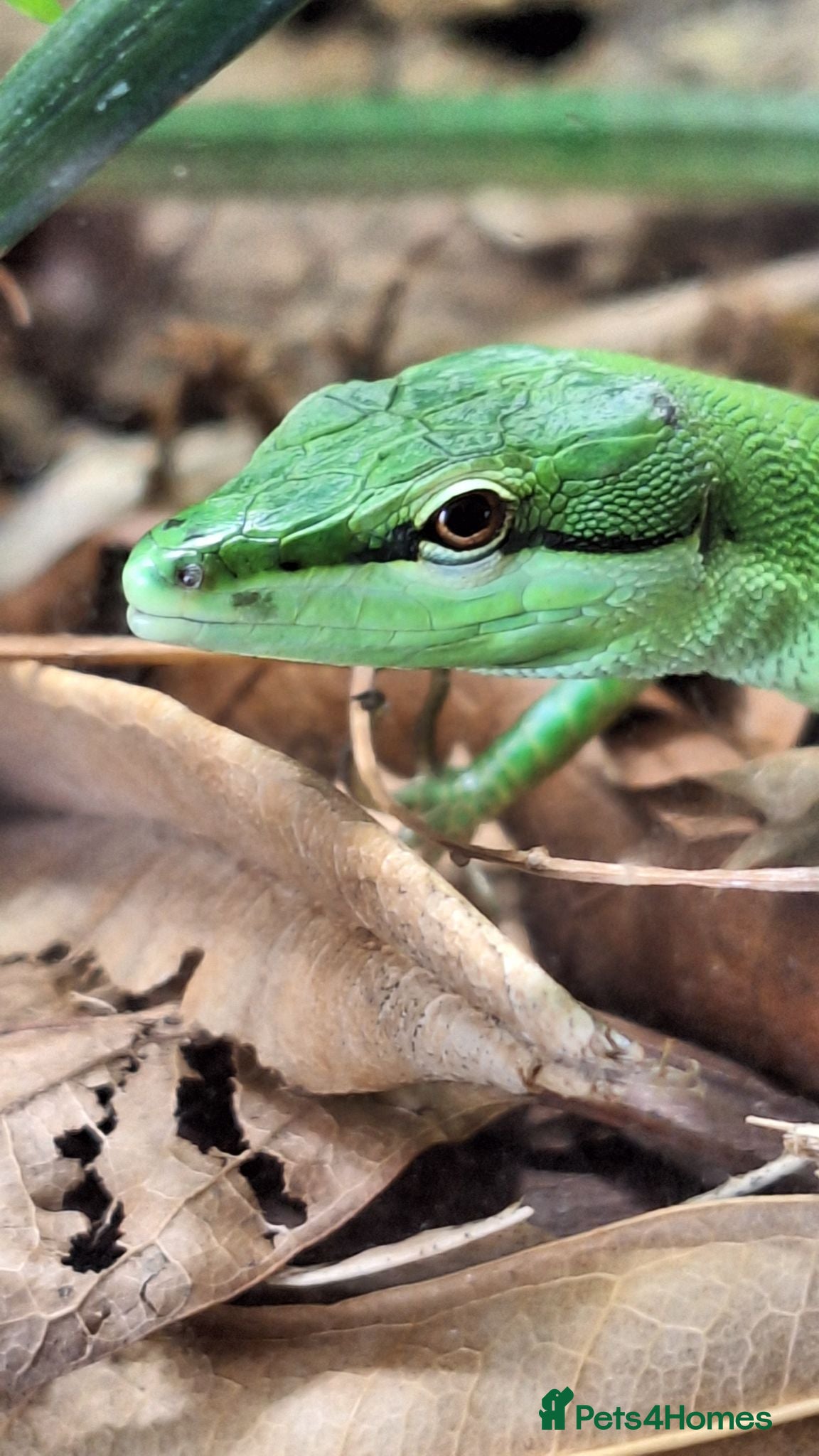 Mixed Breed reptiles Takydromus, strophurus, sphaerodactylus ect - Advert 1