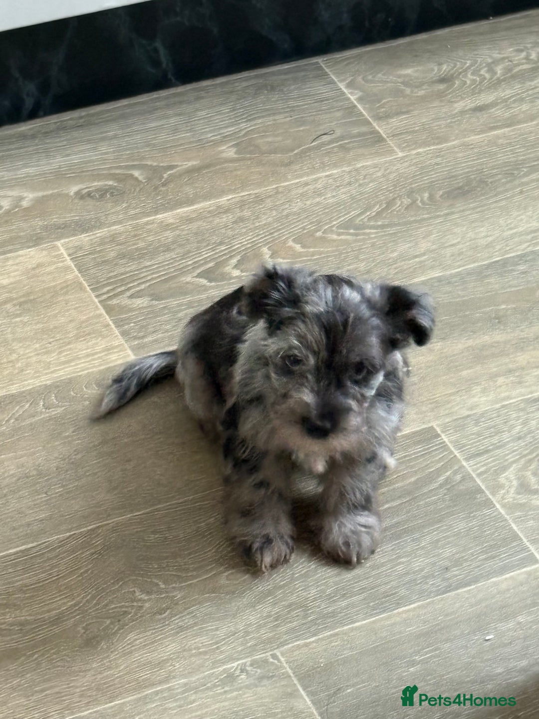 Yorkshire Terrier dogs for sale: Yorkshire terrier pup  - Advert 2