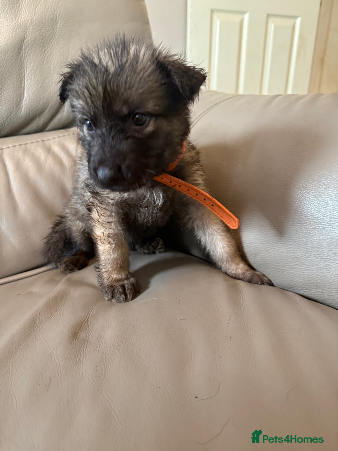 Mixed Breed dogs for sale: German shepherd x Belgian Malinois - Image 14