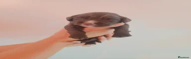 Sprocker 6