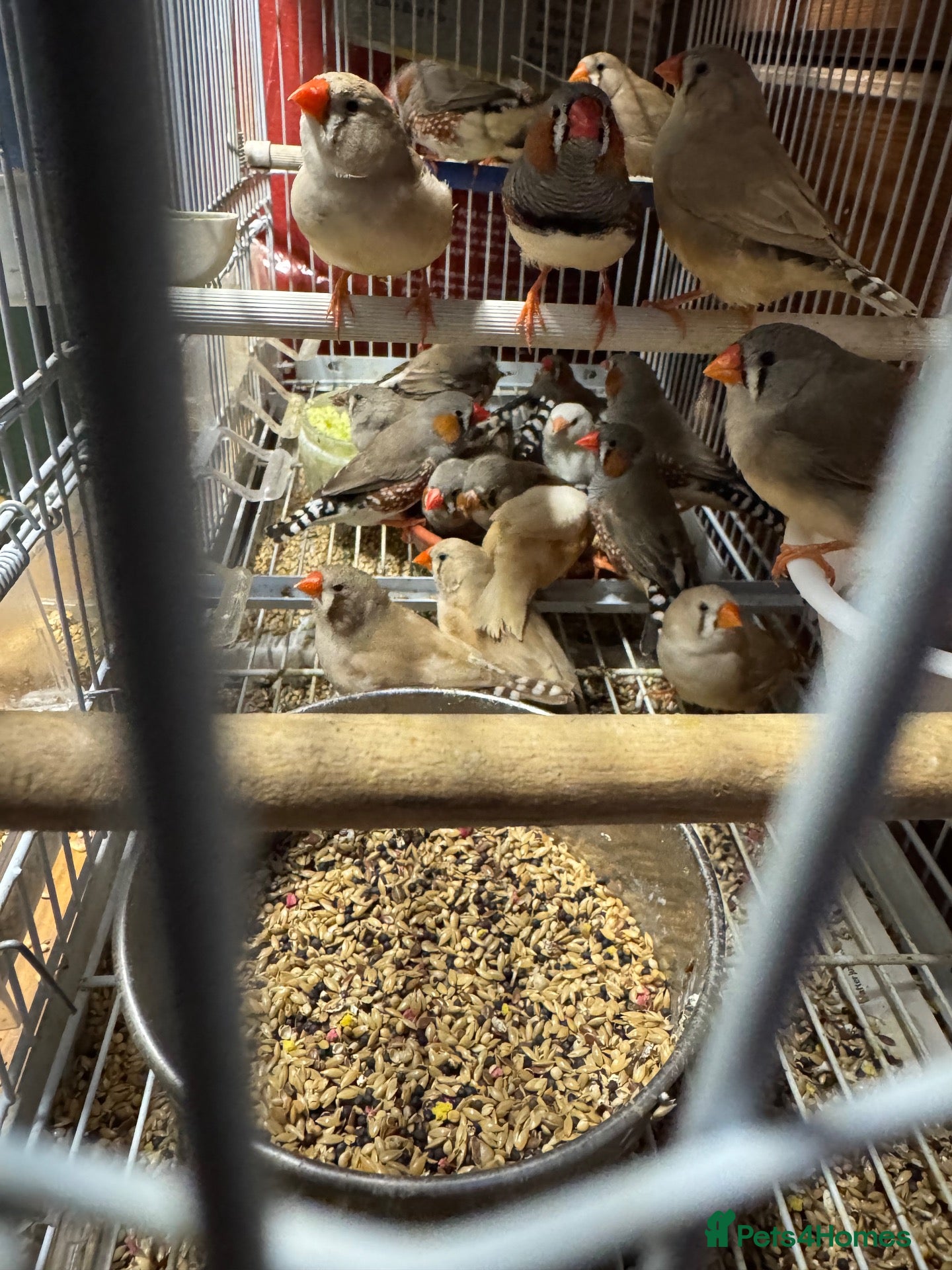 Finches birds Zebra finches and Java Sparrow finches  - Advert 12