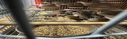 Finches birds for sale: Zebra finches and Java Sparrow finches  - Advert 1