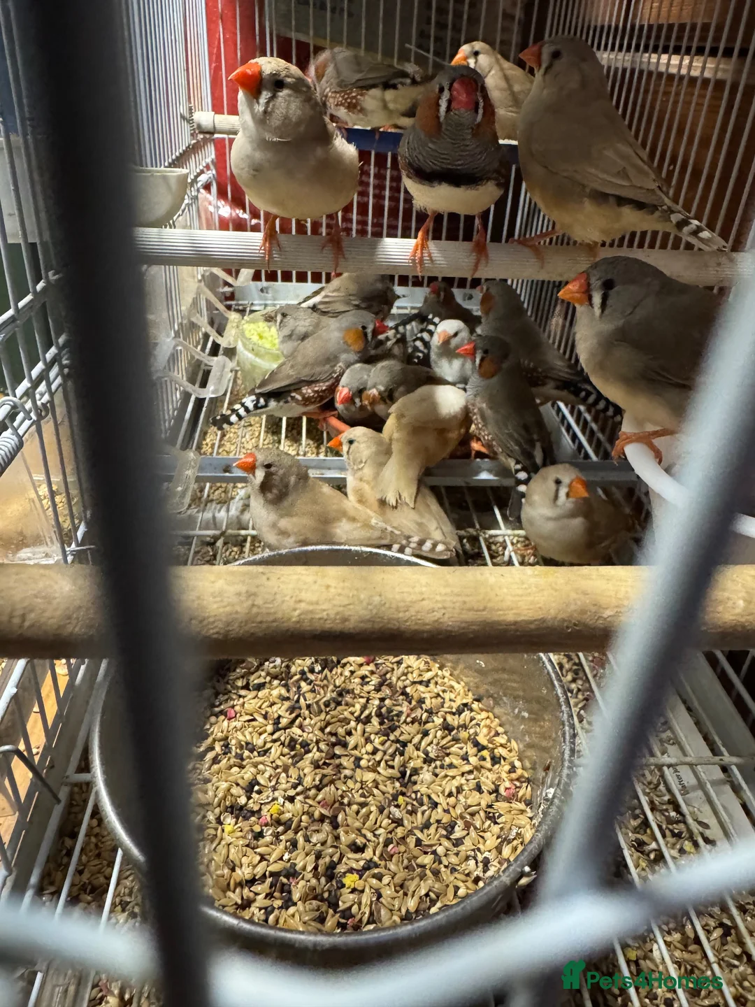 Finches birds for sale: Zebra finches and Java Sparrow finches  - Advert 1