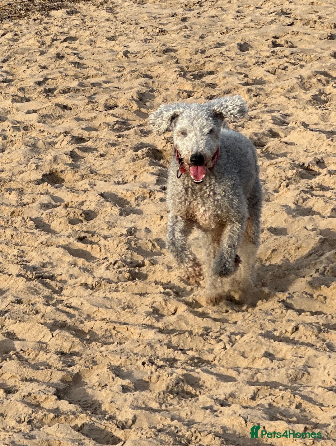 Mixed Breed dogs for sale: Beautiful Bedlington/Greyhound Cross  - Advert 3
