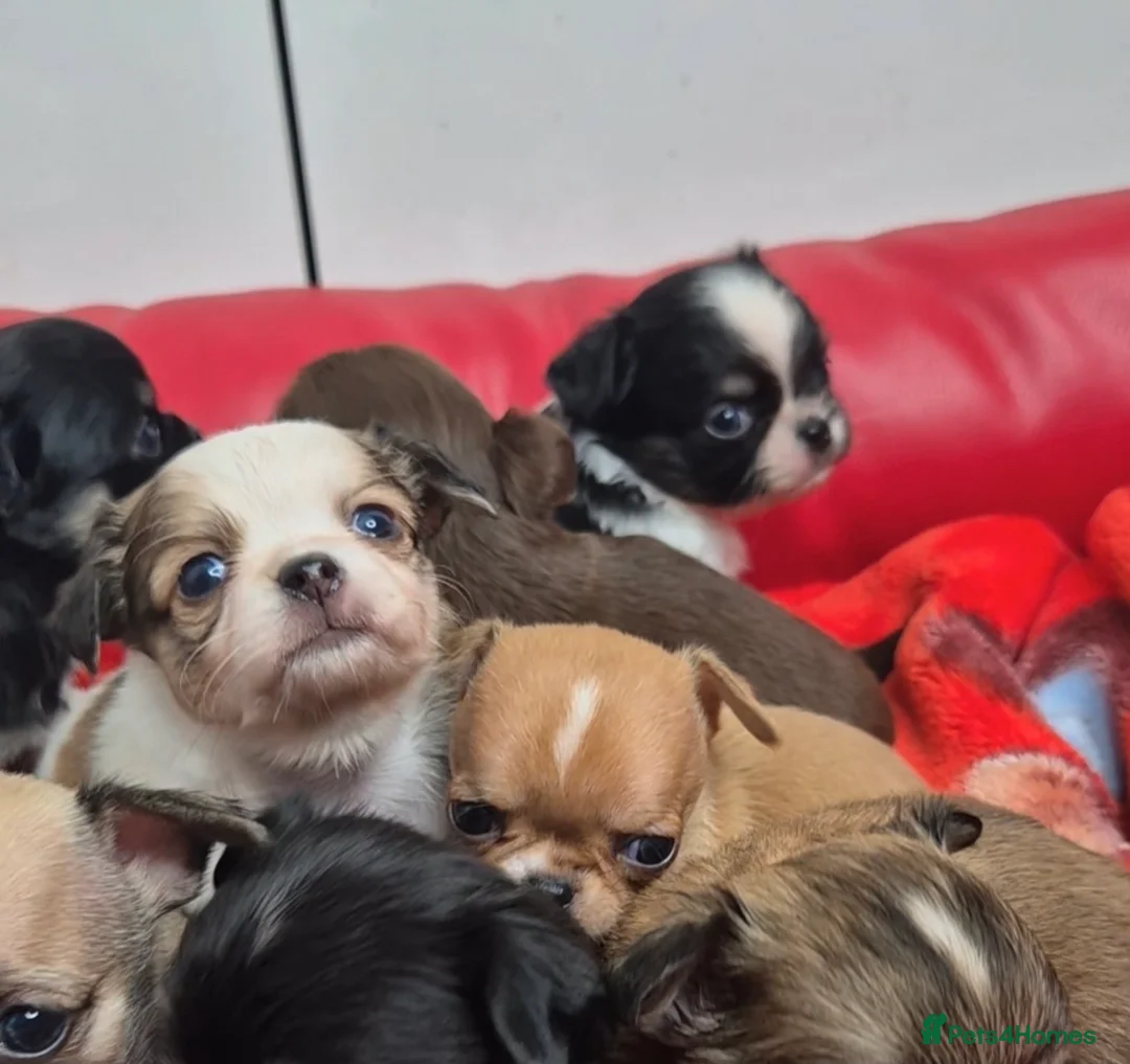 Chihuahua dogs for sale: KC registered tiny Chihuahua puppies  - Advert 4