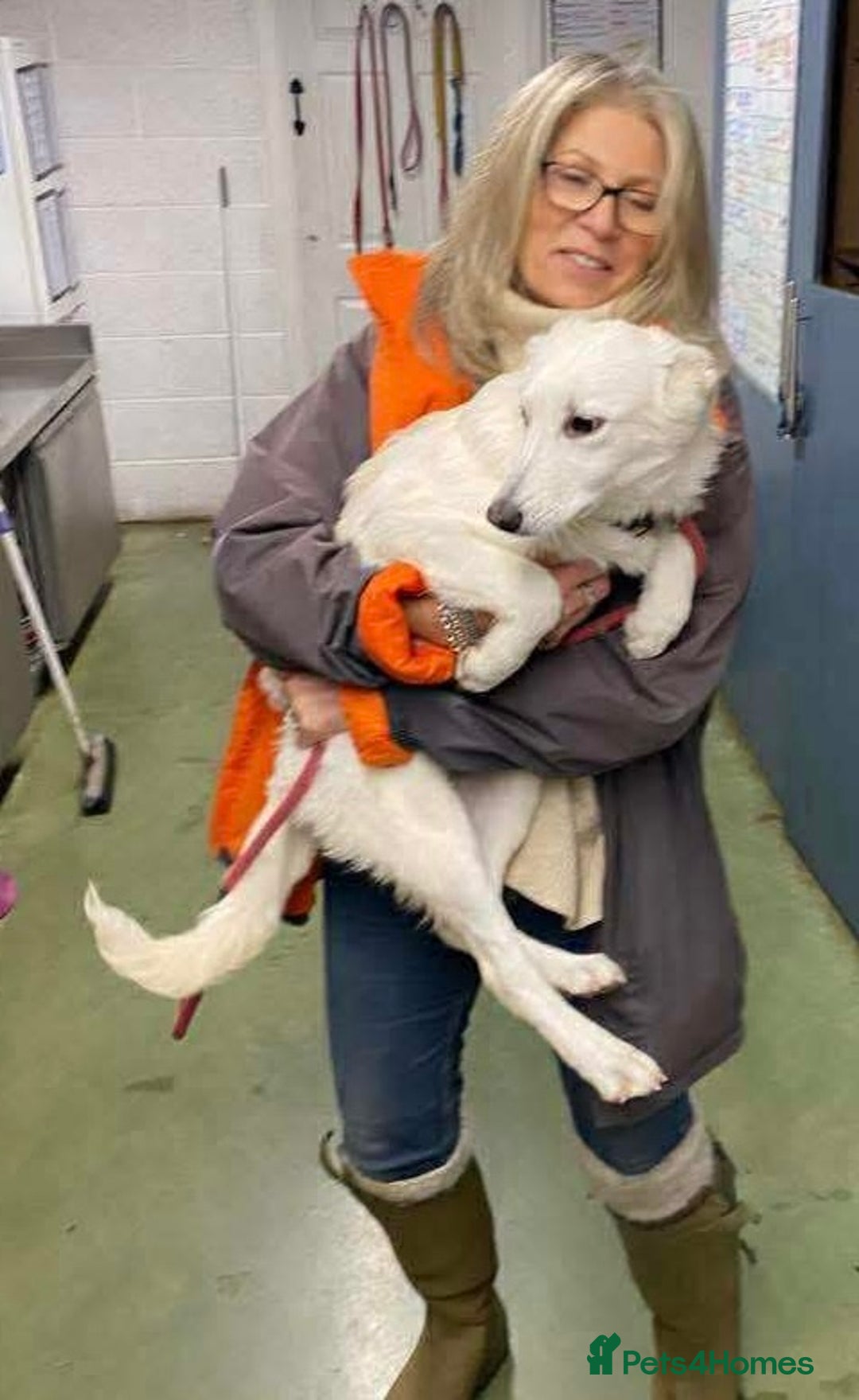 Mixed Breed dogs for adoption: Adorable Abbie is still Looking for Love 🐾 - Image 12