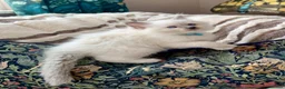 Ragdoll cats for sale: Gccf Anne Baker lines champion Ragdoll kittens  - Advert 9