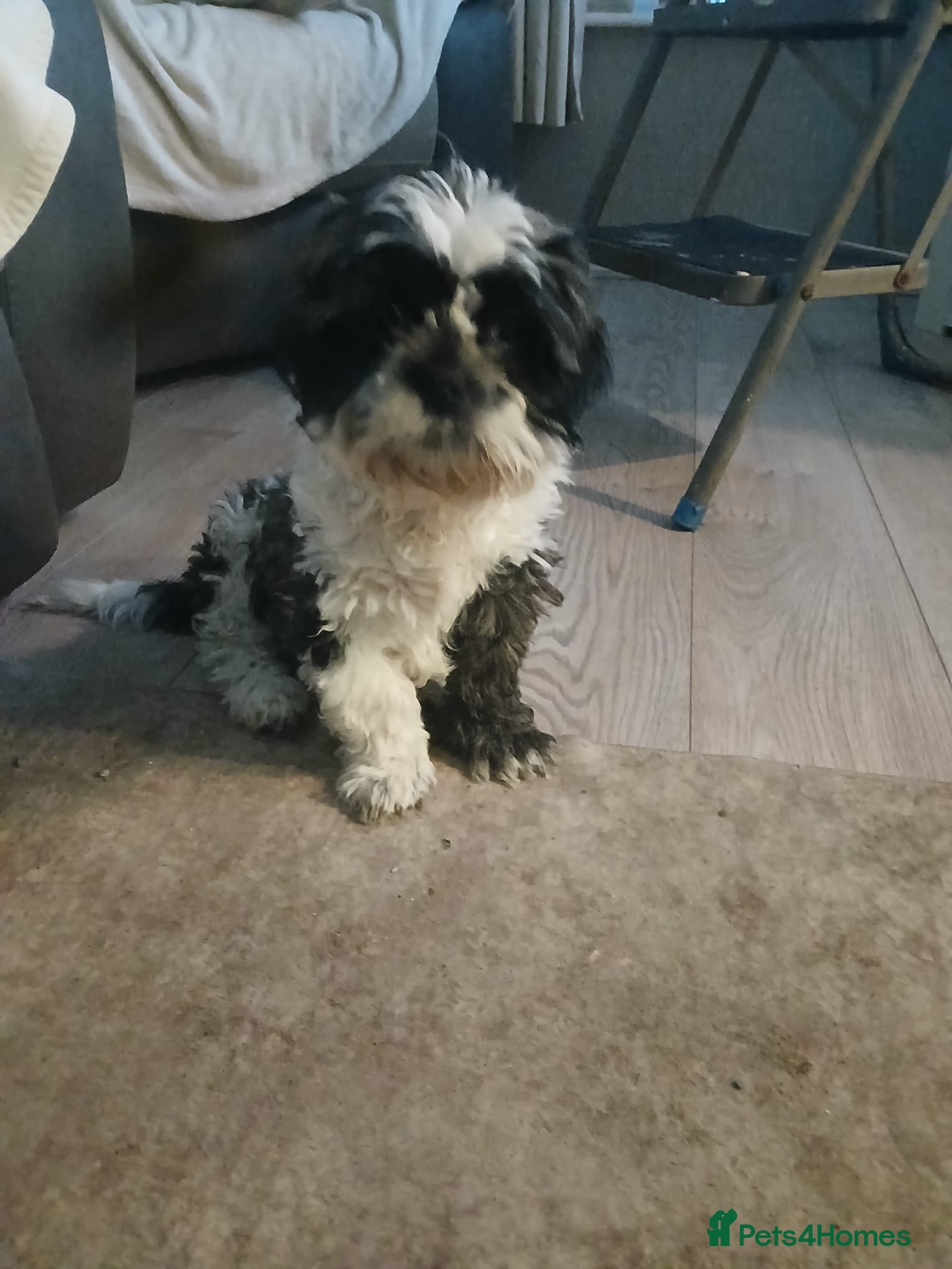 Shih Tzu dogs beautuful shih  tzu boy  - Advert 6