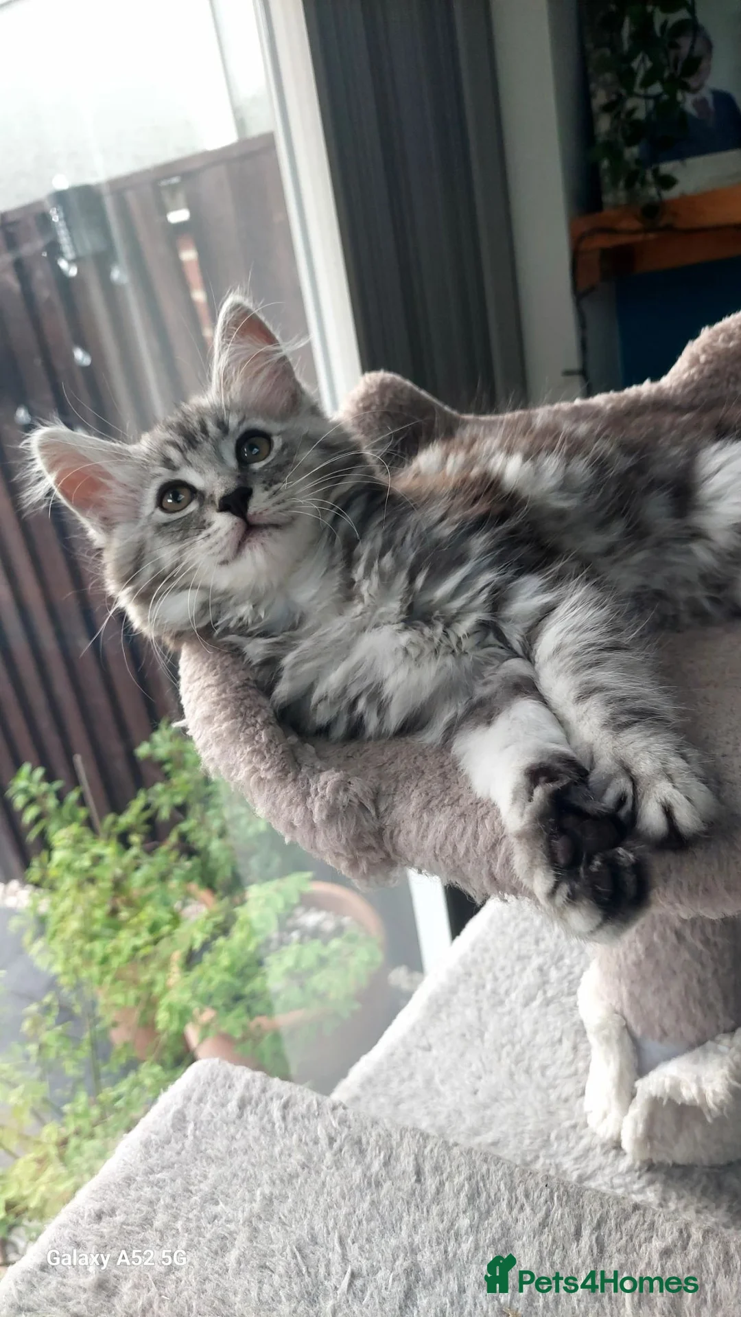 Maine Coon cats for sale: Mainecoon x bengal x russian blue mix  - Advert 1