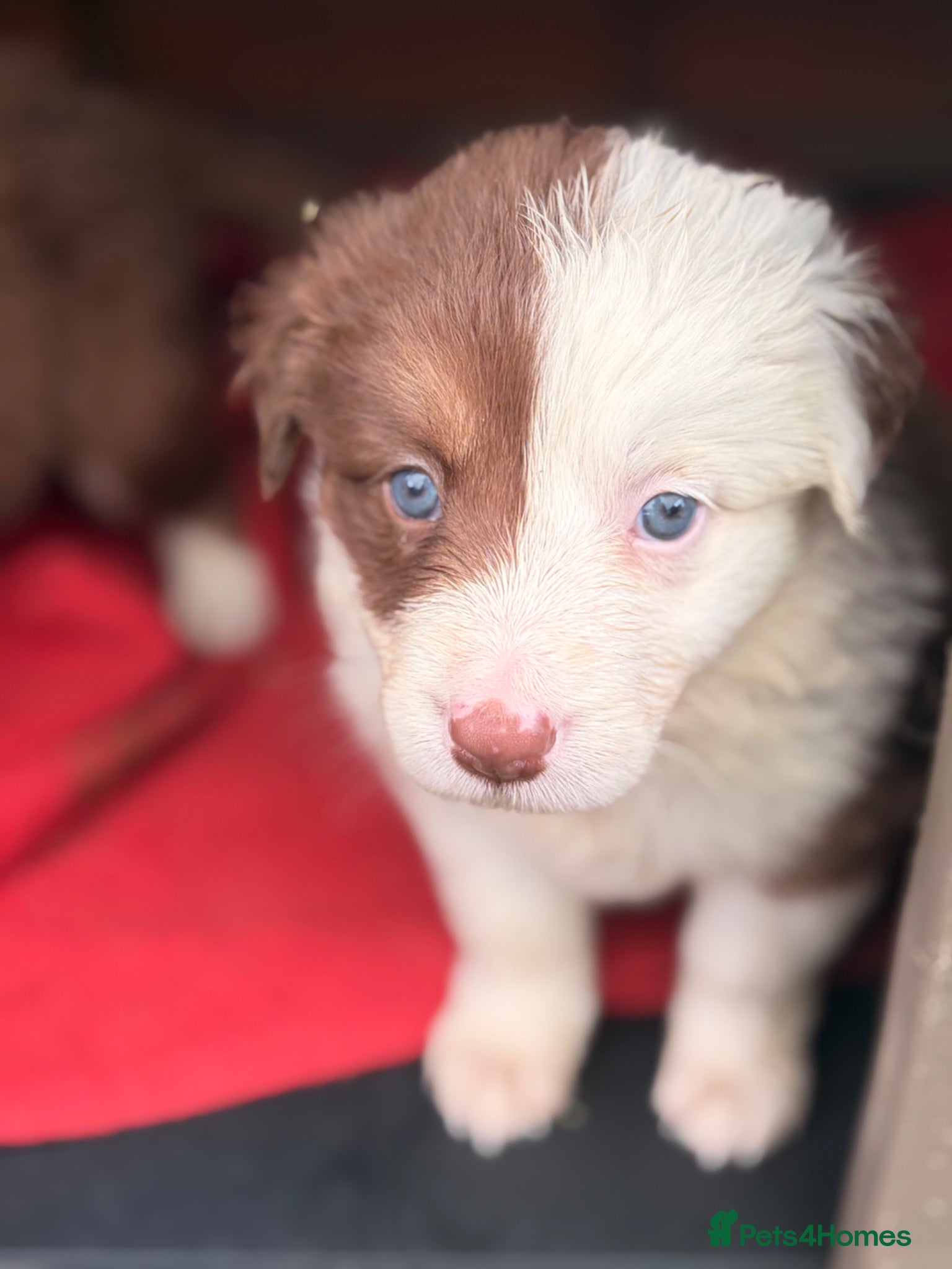 Border Collie dogs BEAUTIFUL BC PUPS, HEALTH TESTED CLEAR PARENTS  - Advert 2