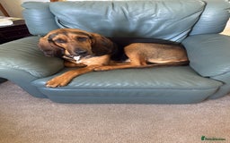 Bloodhound dogs for sale: 2 bonded hounds  - Image 2