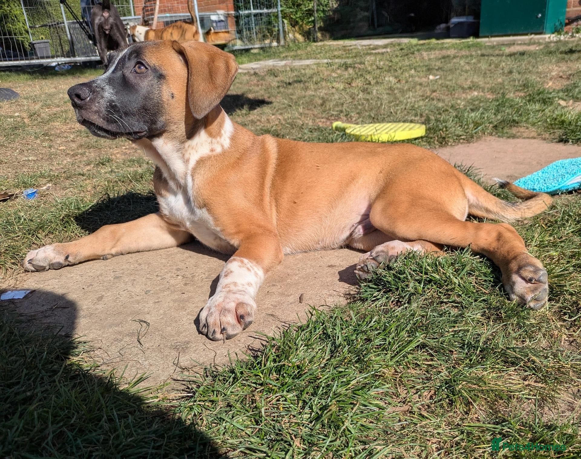 Mixed Breed dogs American bulldog x Belgian Malinois  - Advert 3