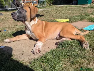 Mixed Breed dogs American bulldog x Belgian Malinois - Advert 3