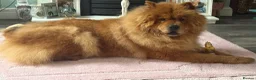Chow Chow dogs for sale: Chow chow female  - Advert 7