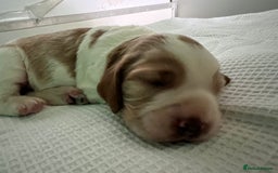 Welsh Springer Spaniel dogs for sale: 3 Girls Fully Health Tested Parents  - Image 13