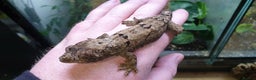 Gecko reptiles for sale: CB2025 Mainland chahoua (mossy gecko) - Advert 4