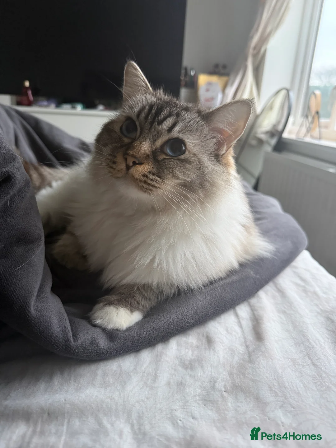 Ragdoll cats for sale: Active GCCF-registered Tabby Ragdoll  - Advert 6